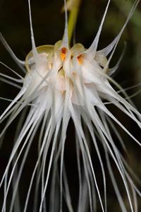 Bulbophyllum medusae