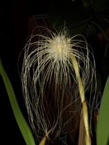 Bulbophyllum medusae