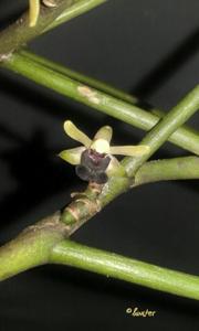 Luisia javanica