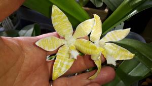 Phalaenopsis hieroglyphica