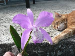 Laelia speciosa