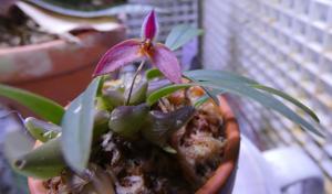 Bulbophyllum nasica