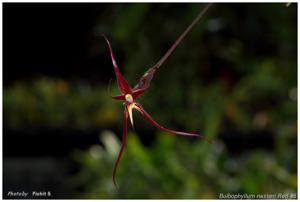 Bulbophyllum nasseri