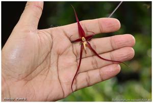 Bulbophyllum nasseri