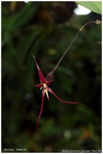 Bulbophyllum nasseri