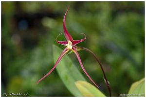 Bulbophyllum nasseri