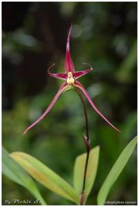 Bulbophyllum nasseri