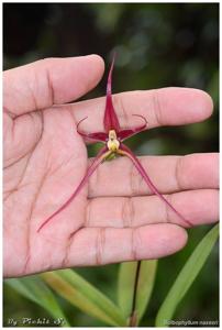 Bulbophyllum nasseri