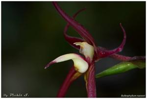 Bulbophyllum nasseri