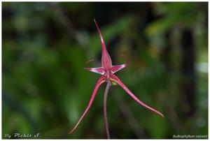 Bulbophyllum nasseri