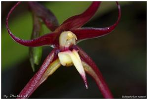 Bulbophyllum nasseri