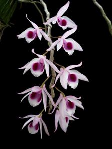 Dendrobium anosmum