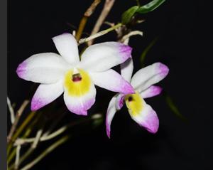 Dendrobium vietnamense