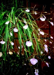 Encyclia bractescens