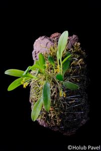 Platystele stenostachya