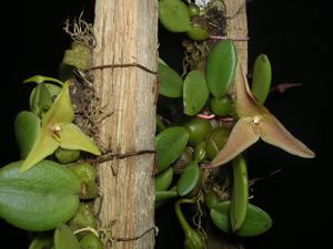 Bulbophyllum oblongum