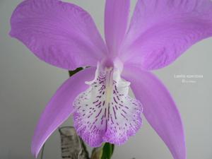 Laelia speciosa