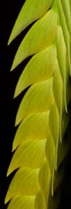 Bulbophyllum occultum