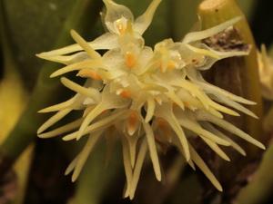 Bulbophyllum odoratissimum