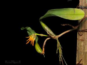 Bulbophyllum odoratissimum