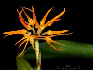Bulbophyllum odoratissimum