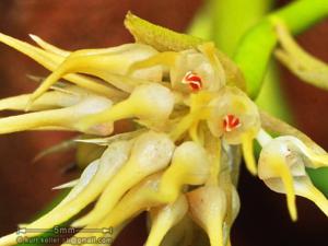 Bulbophyllum odoratissimum var. odoratissimum