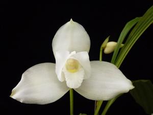 Lycaste virginalis