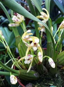 Maxillaria arbuscula