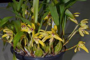 Maxillaria porphyrostele
