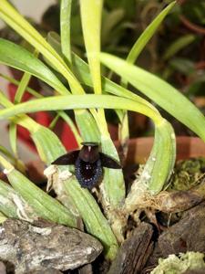 Maxillaria schunkeana