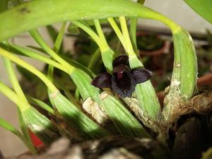 Maxillaria schunkeana
