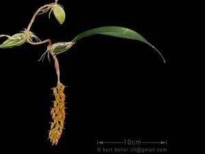 Bulbophyllum orientale