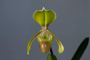 Paphiopedilum helenae