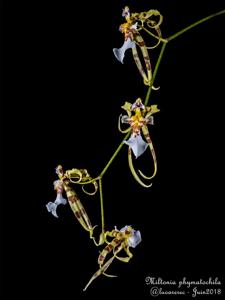Miltonia phymatochila