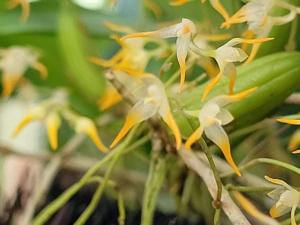 Bulbophyllum ovatolanceatum