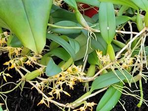 Bulbophyllum ovatolanceatum