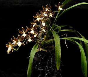 Oncidium maculatum