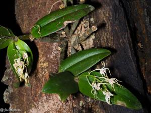 Dendrobium deuteroeburneum