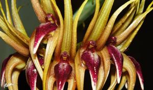 Bulbophyllum pahudii