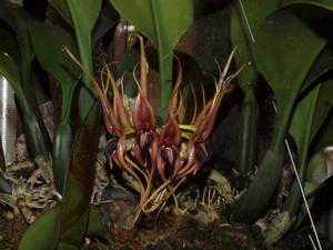 Bulbophyllum pahudii