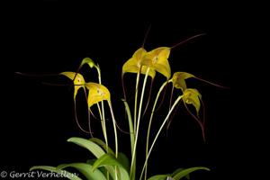 Masdevallia triangularis