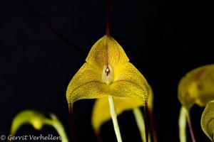 Masdevallia triangularis