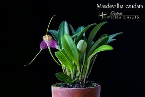 Masdevallia caudata