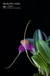 Masdevallia caudata