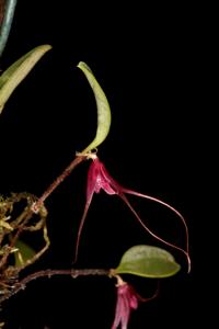 Stellamaris pergrata