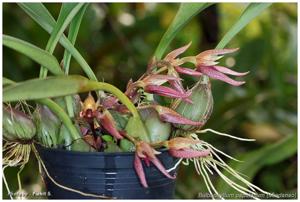 Bulbophyllum papulosum