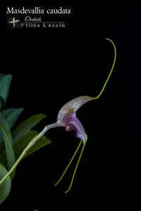 Masdevallia caudata