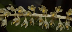 Bulbophyllum parviflorum