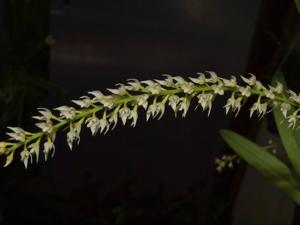 Bulbophyllum parviflorum