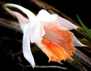 Dendrobium chapaense